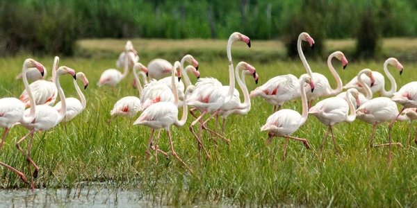 Pourquoi choisir le camping pour découvrir la Camargue ?